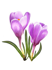 spring flowers crocus, saffron illustration