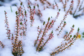 Heather plant covered with snow
