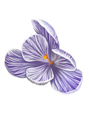 crocus flower illustration