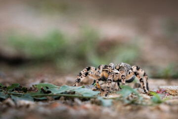 Slovak spider tarantula