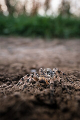Slovak spider tarantula