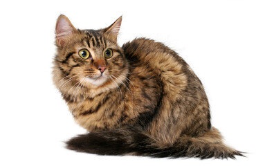 long hair cat isolated, png file