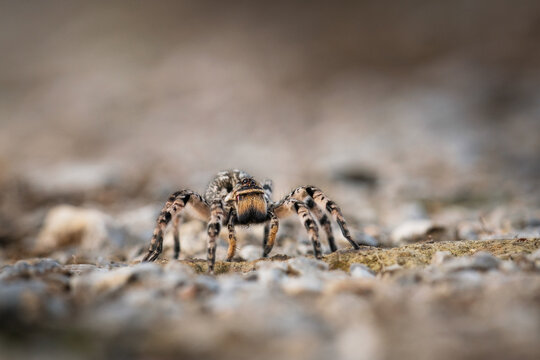 Slovak spider tarantula