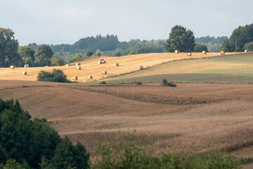 pola w polskim krajobrazie rolniczym