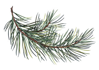 Green pine branch. Watercolor illustration isolated on white background.