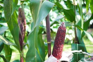 Close up of purple or violet  sweet corn pods in field ready to harvest. Purple corn on the stalk in the field,agriculture, selective focus