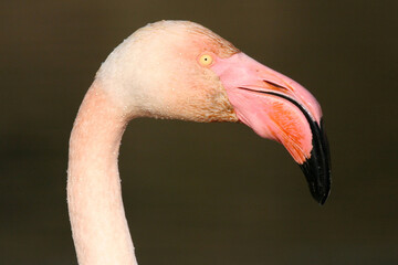 Fototapeta premium Exploring the beauty of Camargue