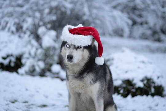 Christmas photo with husky dog ​​with gnome hat in winter.