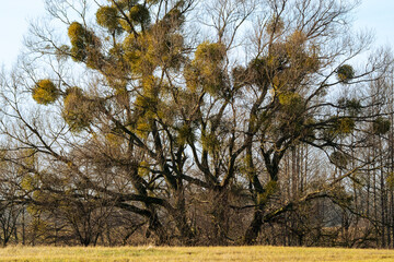 drzewa w naturalnym krajobrazie polskim