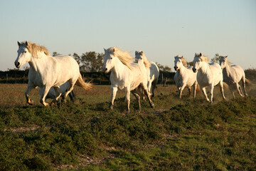 Exploring the beauty of Camargue