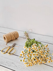 Harvesting of chamomile into bundles and preparation for drying. Drying herbs and flowers to make healthy tea
