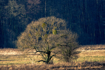 drzewa w naturalnym krajobrazie polskim