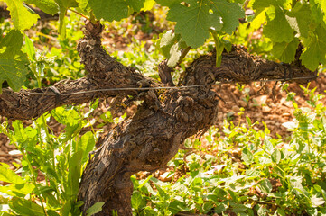 Old vine gnarled with aged in organic vineyard. Burgundy, France