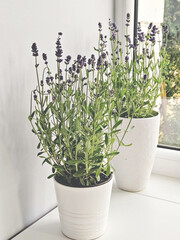 Two white pots with blooming lavender on a light background in front of the window