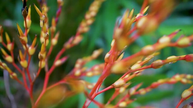 Closeup shot of a Aechmea blanchetiana plant - bromeliad