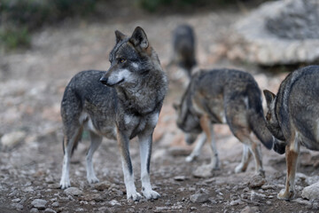 An intense look, full of feelings and protection towards yours, a word with a lot of meaning, alpha