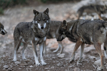 Fototapeta premium An intense look, full of feelings and protection towards yours, a word with a lot of meaning, alpha