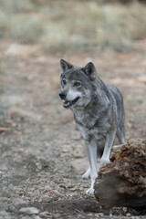 An intense look, full of feelings and protection towards yours, a word with a lot of meaning, alpha