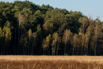 drzewa w naturalnym krajobrazie polskim