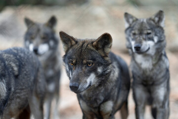 An intense look, full of feelings and protection towards yours, a word with a lot of meaning, alpha