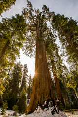 Winter in Sequoia National Park, United States Of America