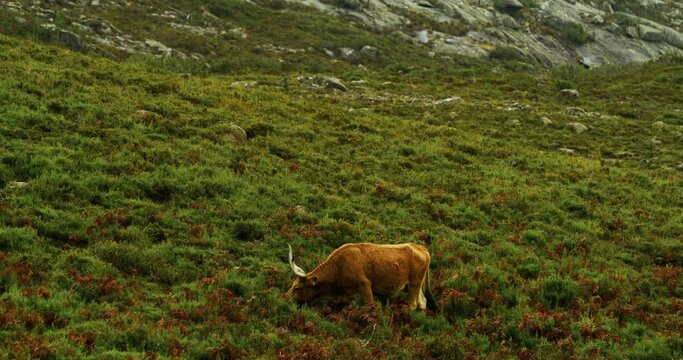 Cachena brown cow grazing in a mountain pasture in the Peneda-Geres National park, Portugal. Cachena da Peneda Cattle.