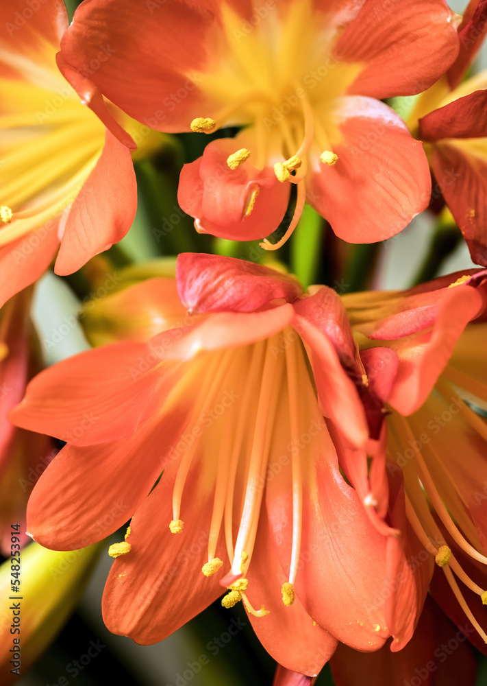 Canvas Prints orange blooming clivia miniata flower