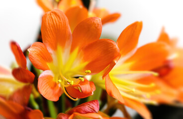 Obraz premium orange blooming clivia miniata flower