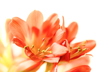 Fototapeta na wymiar orange blooming clivia miniata flower