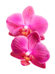 Naklejka na ściany i meble Purple orchid flowers phalaenopsis on white