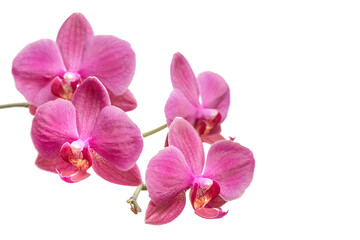 Naklejka na ściany i meble Purple orchid flowers phalaenopsis on white