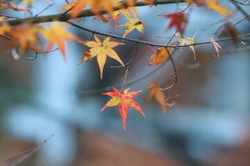 京都　貴船神社の紅葉