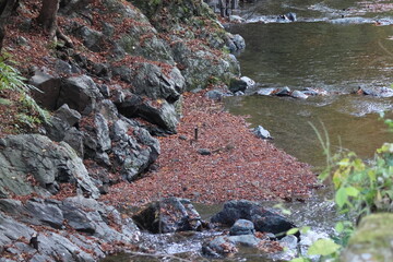 京都　貴船神社の紅葉