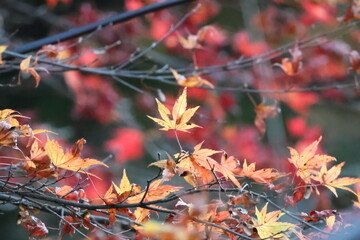 京都　貴船神社の紅葉