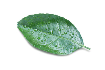 Fototapeta na wymiar Citrus leaf
