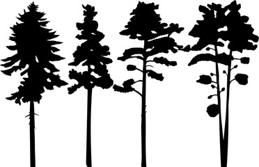 spruce silhouette, pine trees design vector isolated