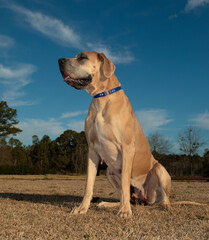 Obraz na płótnie Canvas Majestic purebred Great Dane dog