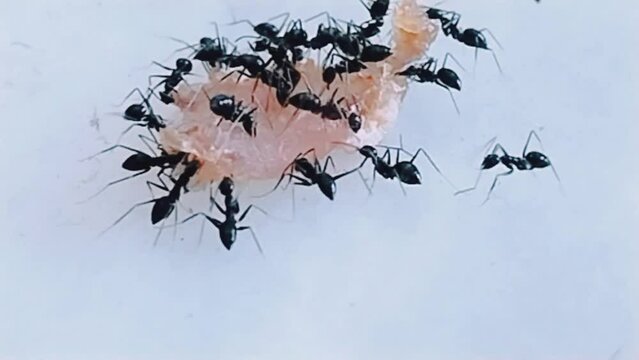 Ants insect eating their food an eusocial insects of the family Formicidae Camponotus compressus ground-nesting ant macro footage video clip