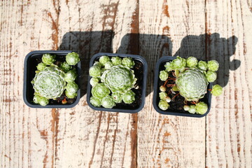 rojnik pajęczynowaty sempervivum arachnoideum © Perovskia