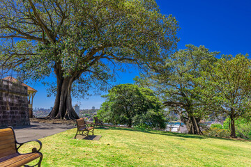 Beautiful park on a Hill overlooking Sydney Harbour, Sydney CBD, the Rocks and Darling Harbour. Lush green trees and colourful Jacaranda purple trees. Observatory Hill Park in Sydney NSW Australia