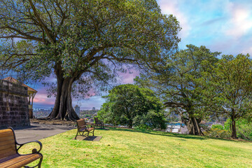 Beautiful park on a Hill overlooking Sydney Harbour, Sydney CBD, the Rocks and Darling Harbour. Lush green trees and colourful Jacaranda purple trees. Observatory Hill Park in Sydney NSW Australia