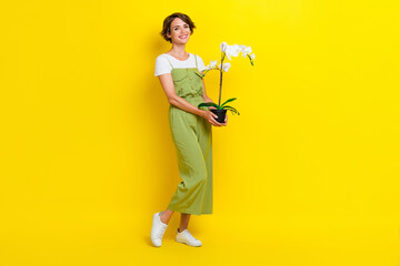 Full size photo of gorgeous young girl holding orchid flower florist shop wear trendy khaki garment isolated on yellow color background