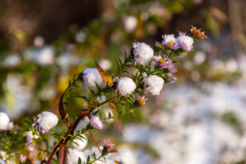 Łagodny początek zimy w Dolinie Narwi, Podlasie, Polska