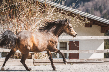 Junges Pferd auf der Koppel