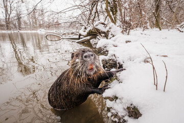 Nutria coypu winter