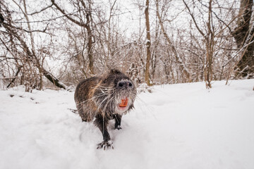 Nutria coypu winter