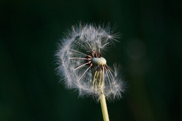 Seeds of a dandelion flouter on a natural unfocused background. Selective focus