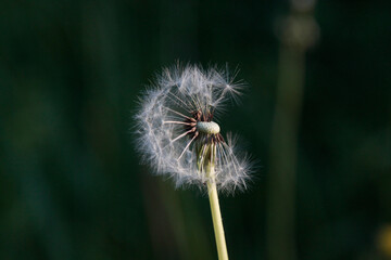 Seeds of a dandelion flouter on a natural unfocused background. Selective focus