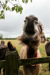 poitou donkey looking up towards the sky with ears back