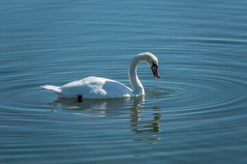 elegant white mute swan in clear blue water with reflection	
